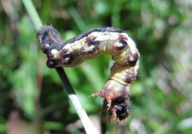 Bruco da ID (Geometridae) - Erannis defoliaria